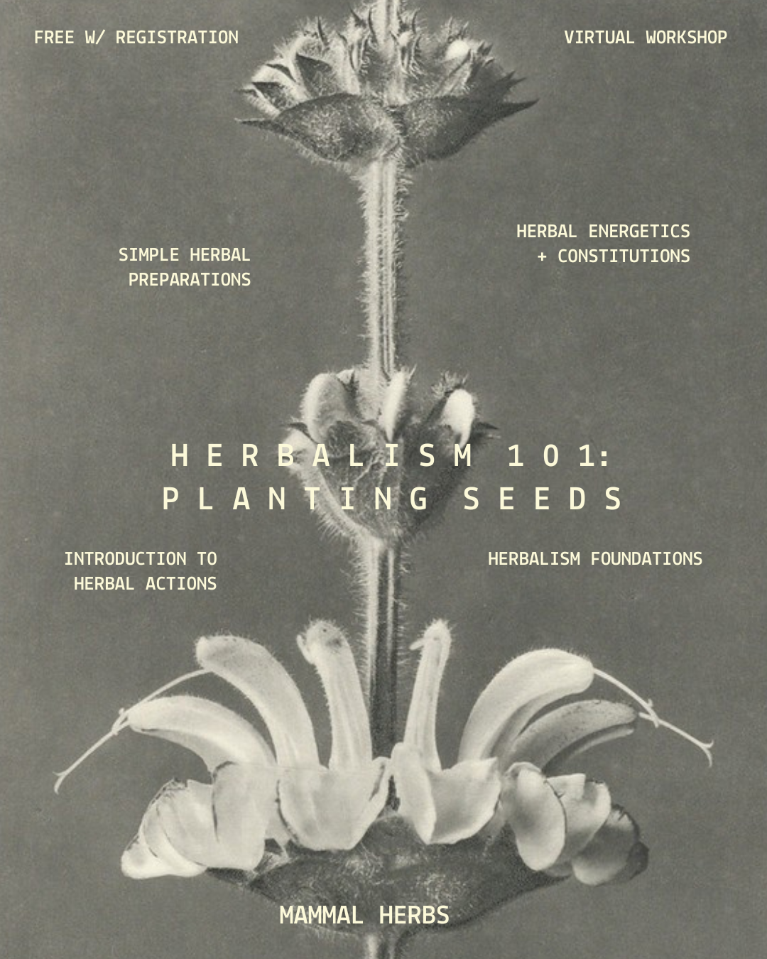 Herbalism 101: Planting Seeds (5.1.25)