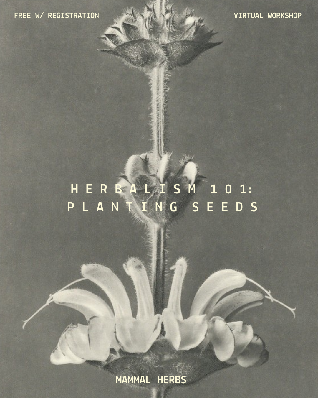 Herbalism 101: Planting Seeds (5.1.25)